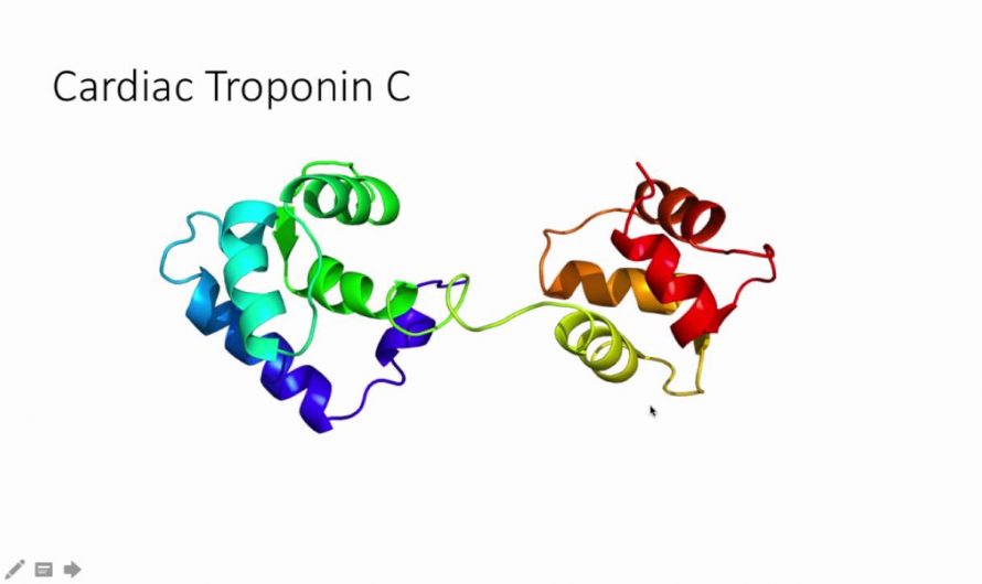 Cardiac Troponin Market Study 2016-2026, by Segment