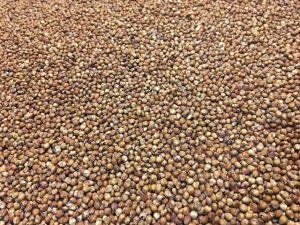 Forage Seed