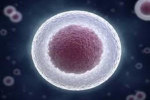 Hematopoietic Stem Cells (HSCs) Market