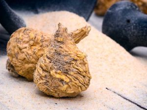 Maca Extract Market