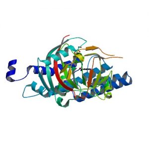 Poly Polymerase 2 Market