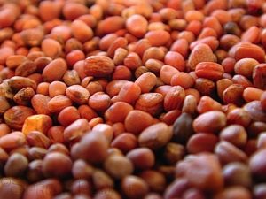 Radish Seeds