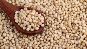 Sorghum and Sorghum Seeds