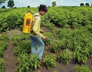 Botanical Pesticides