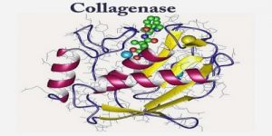 Collagenase Market