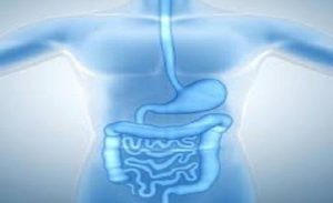 Digestion Aids Market