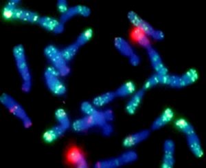 In situ Hybridization Market