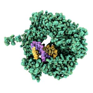 Reverse Transcriptase Market
