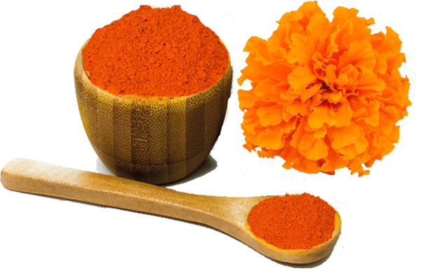 Marigold Extract Market Industry Trends, Regulations And Competitive Landscape Outlook To 2024