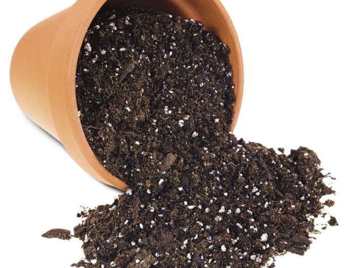 Global Potting Soil Market Share, Growth Rate, Trends